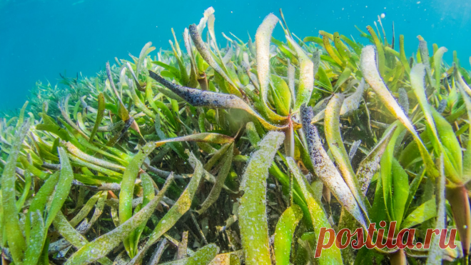 📌 Морская капуста - еда долгожителей. Готовим вкусный и очень полезный салат | Варим Жарим, рецепты | Дзен