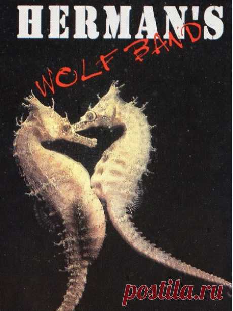 Download Herman's Wolf Band - Hermaneutics (1996) FLAC, Cassette Artist: Herman's Wolf Band Album: Hermaneutics Year: 1996 Genre: Blues Rock, Psychedelic Rock Country: Bulgaria Format: FLAC (*tracks, covers) Size: 397 MB