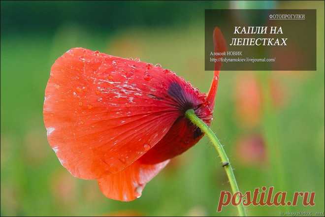 Фотопрогулки. Капли на лепестках