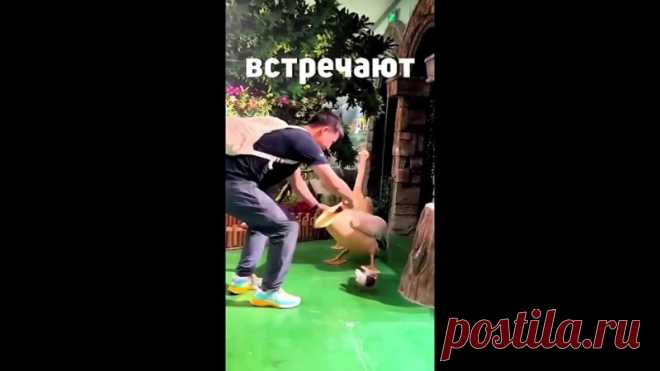 Пеликан Сначала схватит, а потом подумает