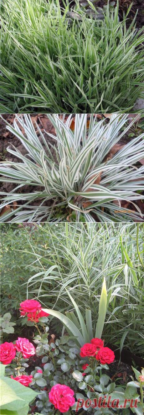 (+1) - Бухарник | 6 соток