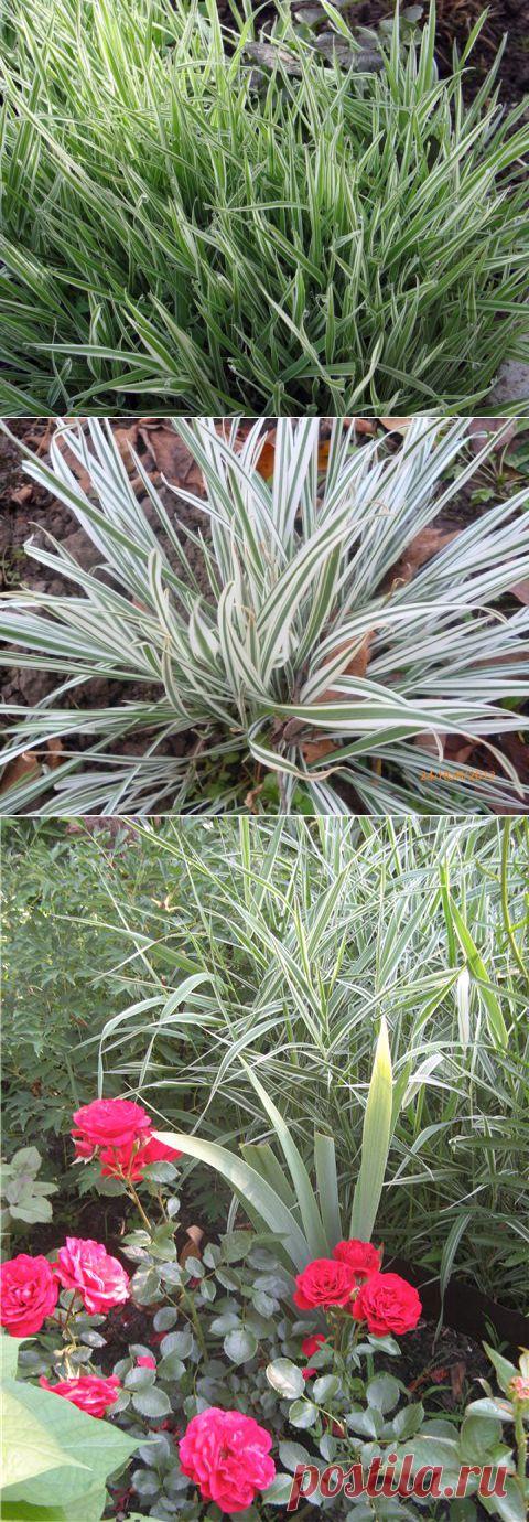 (+1) - Бухарник | 6 соток