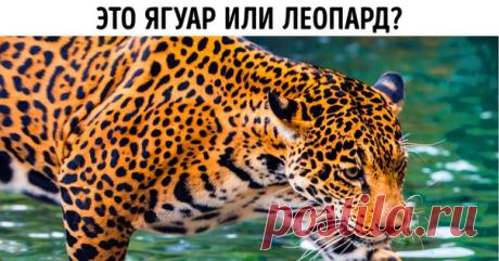 Суперсложный тест, который покажет, можете ли вы отличить одно животное от другого