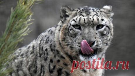 Снежного барса признали национальным символом Киргизии