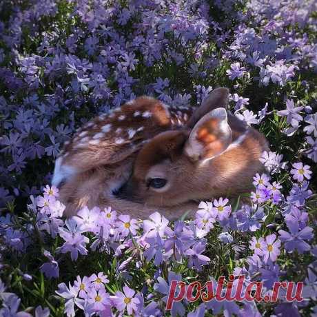 Photo shared by ВОКРУГ СВЕТА on May 29, 2021 tagging @fuzzyfawnwildlife. May be an image of 1 person, flower and nature. Hey there! I have some guys here within my birthday evening and their hours are included in my new collection
В этом году на дне рождения я хочу подарить вам море эмоций, которые останутся с вами навсегда.
Я решила устроить конкурс и разыграть билеты на один из самых ожидаемых кинопремьер этого лета.
Что для этого нужно?
Вам не обязательно быть моим другом в соцсетях, чтобы …