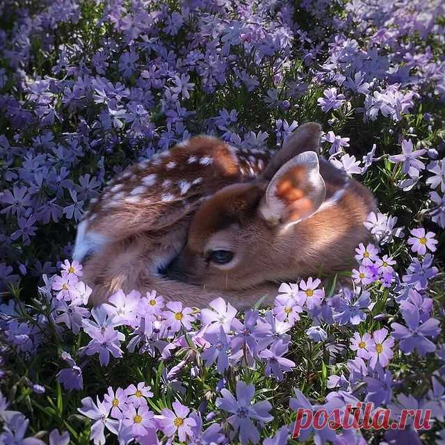 Photo shared by ВОКРУГ СВЕТА on May 29, 2021 tagging @fuzzyfawnwildlife. May be an image of 1 person, flower and nature. Hey there! I have some guys here within my birthday evening and their hours are included in my new collection
В этом году на дне рождения я хочу подарить вам море эмоций, которые останутся с вами навсегда.
Я решила устроить конкурс и разыграть билеты на один из самых ожидаемых кинопремьер этого лета.
Что для этого нужно?
Вам не обязательно быть моим другом в соцсетях, чтобы …