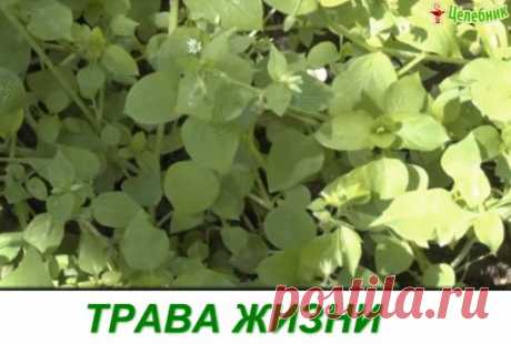 (99) Одноклассники