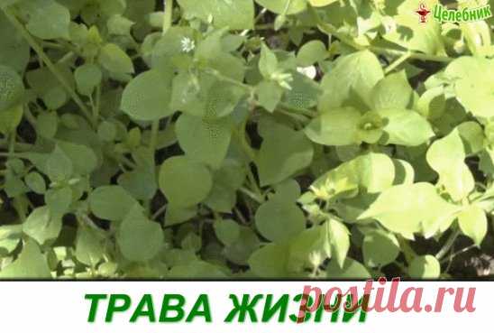 (99) Одноклассники