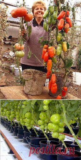 Томаты в ведрах