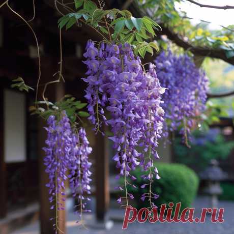Wisteria/Глициния
- это название цветка и растения, которое происходит от латинского слова. 
Во многих культурах wisteria ассоциируется с красотой, изобилием и очарованием. 
Это красивое растение с гроздьями фиолетовых или розовых цветов, которые зачастую используются для украшения садов и дворов.