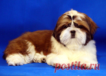 Щенки ши-тцу - Купить щенка ши-тцу Москва - Питомник ши-тцу Москва - щенки ши-тцу
