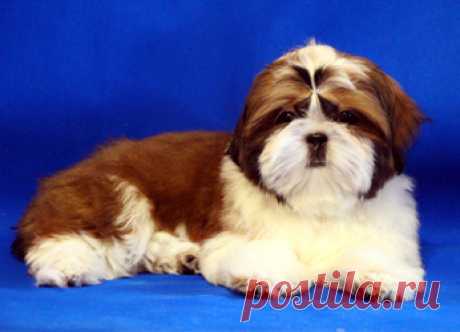 Щенки ши-тцу - Купить щенка ши-тцу Москва - Питомник ши-тцу Москва - щенки ши-тцу