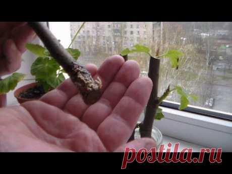 ▶ Окоренение инжира в воде - YouTube