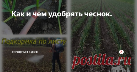 Как и чем удобрять чеснок. Можно ли вырастить чеснока столько, чтобы некуда было девать? Безусловно, если знать, как и чем удобрять чеснок весной. На первый взгляд − ничего сложного в такой процедуре вроде не предвидится. Вместе с тем определенные тонкости удобрения посадок все же присутствуют.