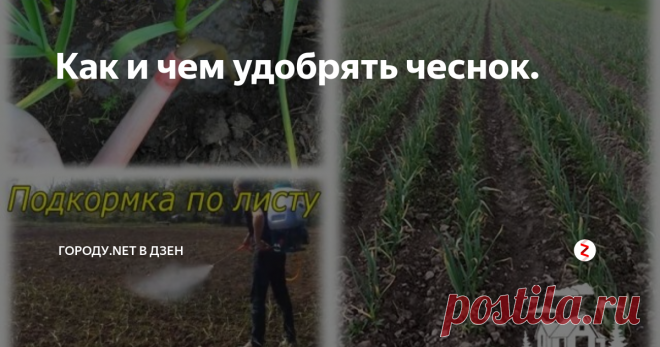 Как и чем удобрять чеснок. Можно ли вырастить чеснока столько, чтобы некуда было девать? Безусловно, если знать, как и чем удобрять чеснок весной. На первый взгляд − ничего сложного в такой процедуре вроде не предвидится. Вместе с тем определенные тонкости удобрения посадок все же присутствуют.