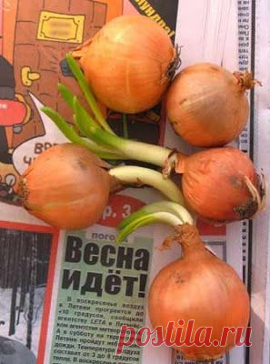 Выращивание лука и чеснока в газетах