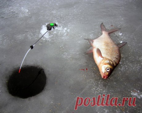 Кивок для зимней удочки своими руками - читайте на Сatcher.fish Кивок для зимней удочки — важнейший элемент оснастки. Хороший сторожок помогает выполнить правильную проводку приманки и показывает любые, даже самые осторожные, поклевки. Узнайте, как сделать кивок для зимней удочки своими руками.