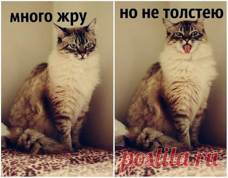 FISHKI.NET - Фотографии Хроники