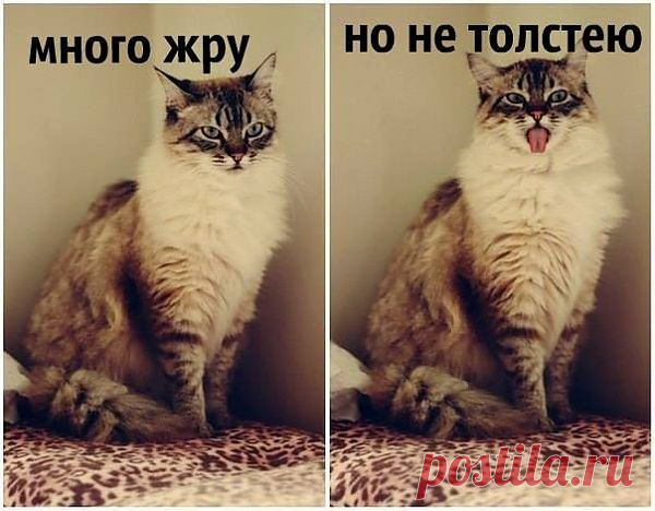 FISHKI.NET - Фотографии Хроники