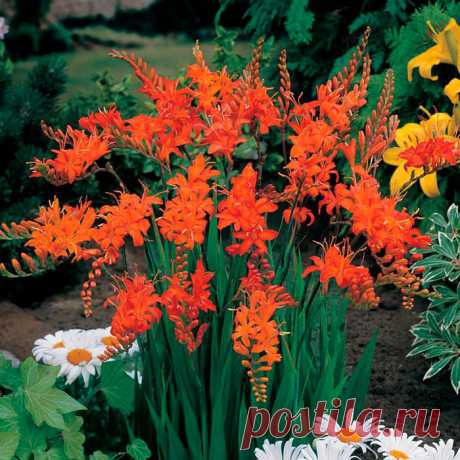 Многолетний садовый цветок Крокосмия (Crocosmia). Клубнелуковичный многолетник, напоминающий гладиолус: с узкими мечевидными листьями, высокими разветвленными цветоносами и яркими оранжево-красными цветками, 3-5 см в поперечнике. Цветет с июля по сентябрь.

Основные виды.
В культуре чаще всего встречается к.крокосмиецветная, или обыкновенная (C.crocosmiiflora). Высота стеблей до 1 м. Клубнелуковица диаметром 1,5 - 3,5 см. Листья длиной до 90 см; цветки оранжево-красные.
