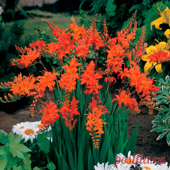 Многолетний садовый цветок Крокосмия (Crocosmia). Клубнелуковичный многолетник, напоминающий гладиолус: с узкими мечевидными листьями, высокими разветвленными цветоносами и яркими оранжево-красными цветками, 3-5 см в поперечнике. Цветет с июля по сентябрь.

Основные виды.
В культуре чаще всего встречается к.крокосмиецветная, или обыкновенная (C.crocosmiiflora). Высота стеблей до 1 м. Клубнелуковица диаметром 1,5 - 3,5 см. Листья длиной до 90 см; цветки оранжево-красные.