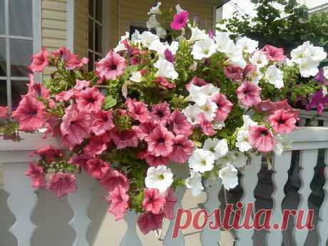 ОЧЕНЬ ПРОСТОЙ СПОСОБ ВЫРАСТИТЬ КРАСИВУЮ ПЕТУНИЮ

У многих садоводов не получается вырастить петунию из семян. Я каждый год рассаду петунии выращиваю сама. И поверьте, её вырастить очень легко. Только есть несколько секретов, которыми я с удовольствием поделюсь. 

Раскладываю торфотаблетки в пластиковый контейнер. И заливаю теплой водой с добавлением «Гумистара» или «Биококтейля». Таблетки вырастают «на глазах». На каждую торфотаблетку положить по 1 грануле петунии. 

Сверх...