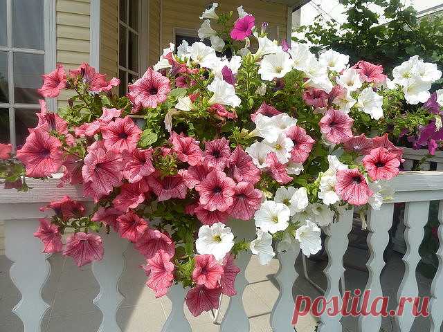 ОЧЕНЬ ПРОСТОЙ СПОСОБ ВЫРАСТИТЬ КРАСИВУЮ ПЕТУНИЮ

У многих садоводов не получается вырастить петунию из семян. Я каждый год рассаду петунии выращиваю сама. И поверьте, её вырастить очень легко. Только есть несколько секретов, которыми я с удовольствием поделюсь. 

Раскладываю торфотаблетки в пластиковый контейнер. И заливаю теплой водой с добавлением «Гумистара» или «Биококтейля». Таблетки вырастают «на глазах». На каждую торфотаблетку положить по 1 грануле петунии. 

Сверх...