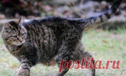 самая старай кошка в мире Люси"..ей 41 год....