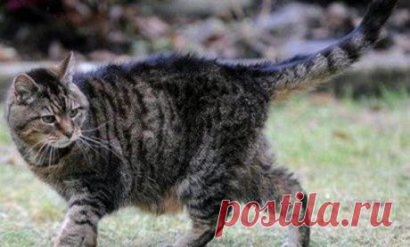 самая старай кошка в мире Люси&quot;..ей 41 год....