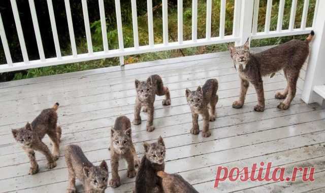 К ЖИТЕЛЮ АЛЯСКИ «ПРИШЕЛ В ГОСТИ» ЦЕЛЫЙ ВЫВОДОК РЫСЕЙ — Лап-Ушки.com — любимые животные