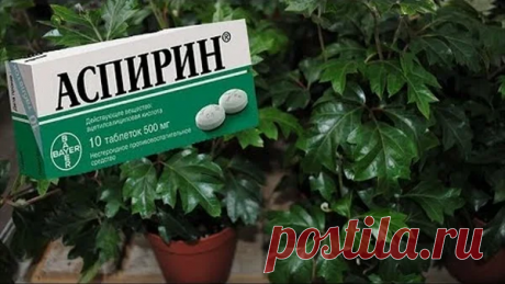 Чем аспирин так полезен для комнатных растений