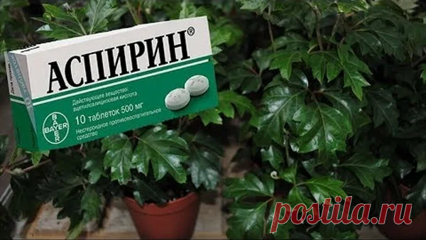 Чем аспирин так полезен для комнатных растений
