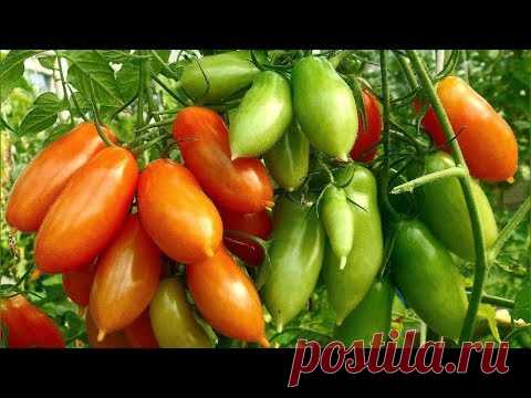 УРОЖАЙНЫЕ ТОМАТЫ. БУДУ САЖАТЬ И ВАМ СОВЕТУЮ. ТОМАТ