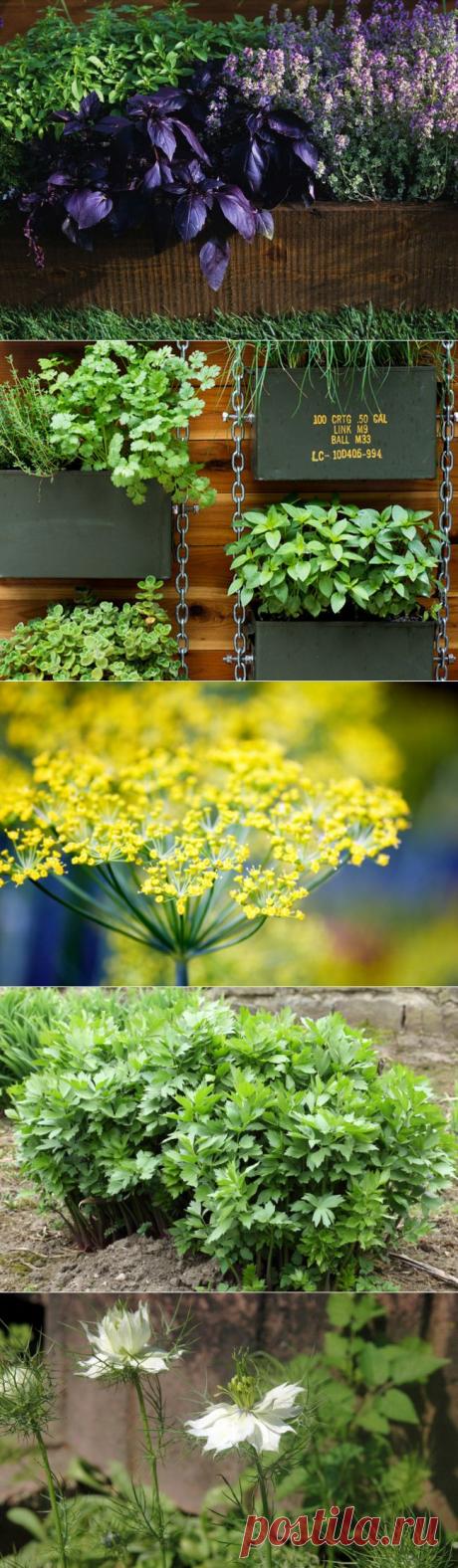 Садик пряных трав: ароматное украшение дачного участка | Огород без хлопот