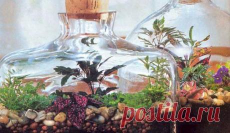 Растения в бутылке — FloweryVale.ru
