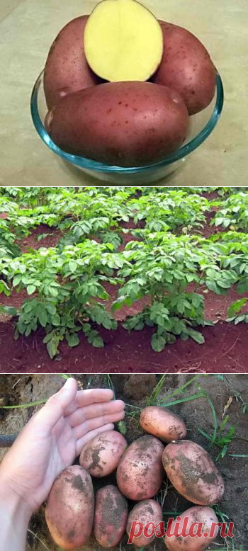 Сорт картофеля «Беллароза», описание характеристик и особенностей выращивания | Дача - впрок