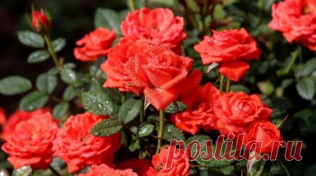 Особенности подкормки роз калием и фосфором | Журнал "JK" Джей Кей