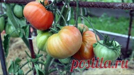 Уникальный способ полива томатов Итоги первого применения