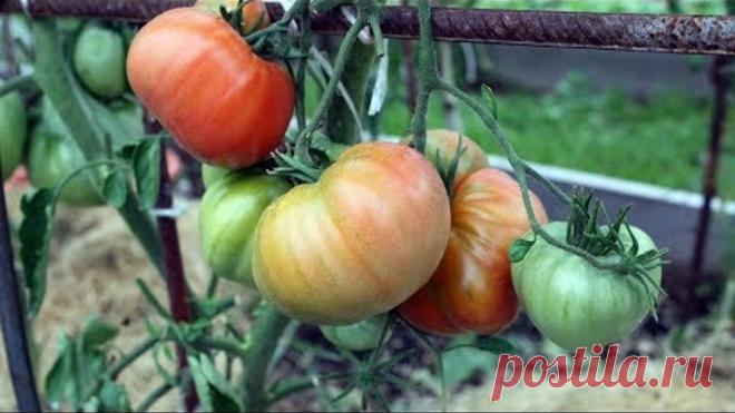 Уникальный способ полива томатов Итоги первого применения