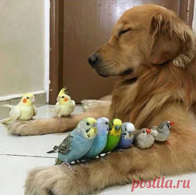 Добрые сердца - это сады, добрые мысли - это корни,
добрые слова - это цветы, добрые дела - это фрукты,
позаботьтесь о своём саде и берегите его от сорняков, заполните его светом добрых слов и добрых дел.
Генри Уодсворт Лонгфелло