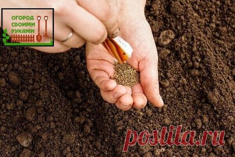 #советы

Простой способ посева моркови без прореживания.  Первые всходы через 3 дня!
Как вы уже поняли, этот метод имеет три положительные стороны:
Вы получаете урожай на 2-3 недели быстрее и сможете использовать морковку в пищу ранним летом.
Вы избавляетесь от трудоемкой работы прореживания моркови.
Культура растет быстрее сорняков, что облегчает процесс прополки.
Что нужно для того, чтобы морковь взошла через 3 дня?
Возьмите семена моркови, уложите их в тканевый мешочек,...