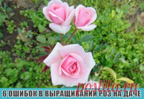 6 ошибок в выращивании роз на даче