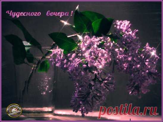 Вечерняя сирень