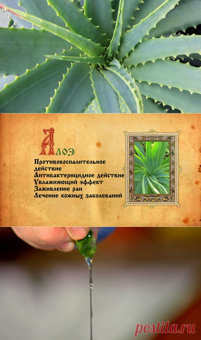 Алоэ от 100 болезней