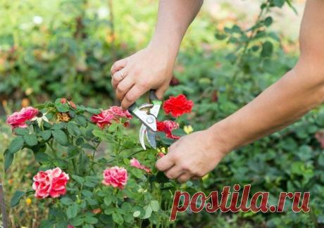 Как пересадить взрослую розу на новое место