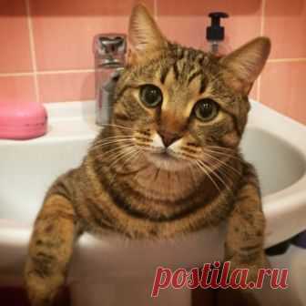 К водным процедурам готов)