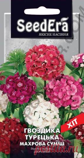гвоздика Турецкая махровая смесь 0,5 г - Купить семена цветов в Киеве – выгодная цена в Украине (Киев, Харьков, Одесса) – интернет-магазин семян «Cеньор Помидор»