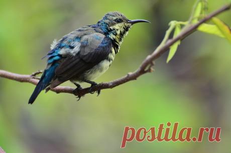 The purple-rumped sunbird Photo by Manish Murhekar