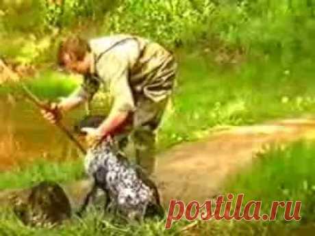 Обучение на Дратхаар