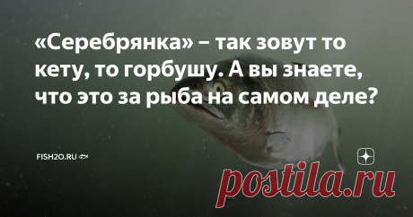 «Серебрянка» – так зовут то кету, то горбушу. А вы знаете, что это за рыба на самом деле? Кто-то путает сёмгу с форелью, а кто-то кету с горбушей. Но ведь есть ещё и серебрянка! Причём так кличут то кету, то горбушу. Запутались? Сейчас объясним, за что лососёвых так зовут и кто же такая настоящая серебрянка. Кета или горбуша: кто из них серебрянка? Довольно часто в повседневной речи звучат выражения «кета-серебрянка» и «горбуша-серебрянка». Что это значит? Первое, что прих...